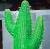 Der Kaktus